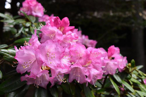シャクナゲ 石楠花 庭木図鑑 植木ペディア シャクナゲ 石楠花 庭木図鑑 植木ペディア
