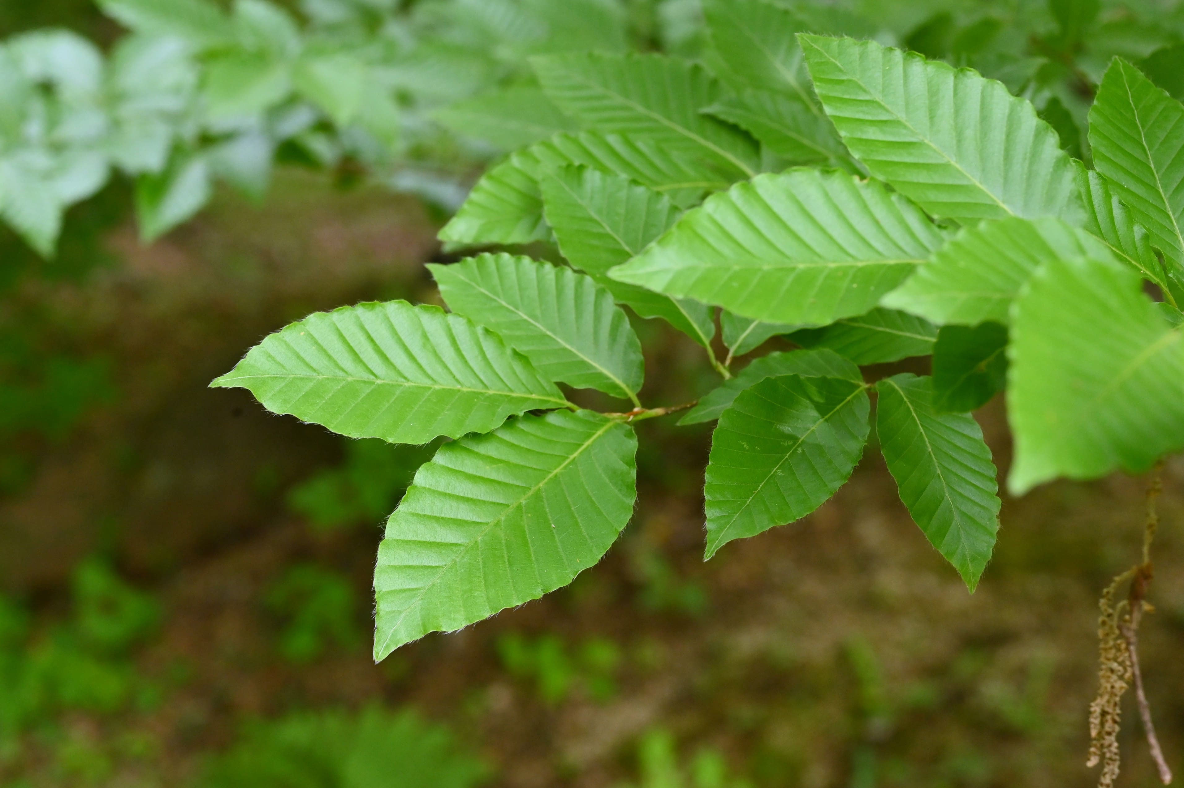 ブナ - 庭木図鑑 植木ペディア