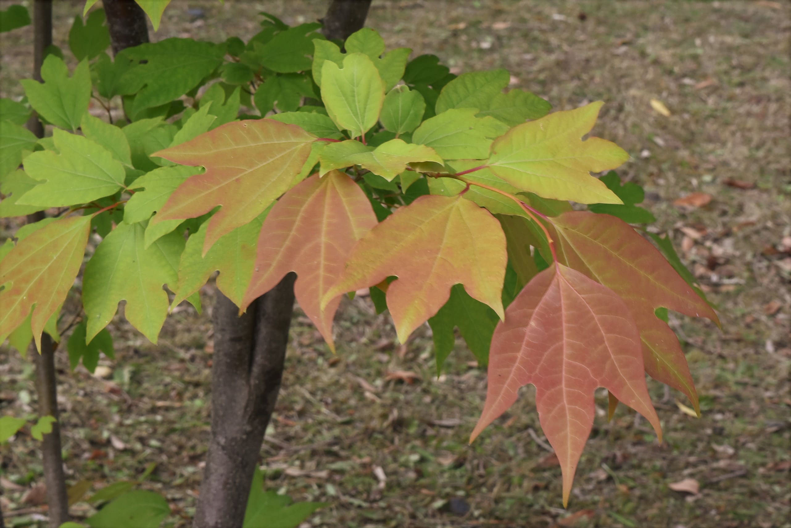 シロモジ 白文字 庭木図鑑 植木ペディア