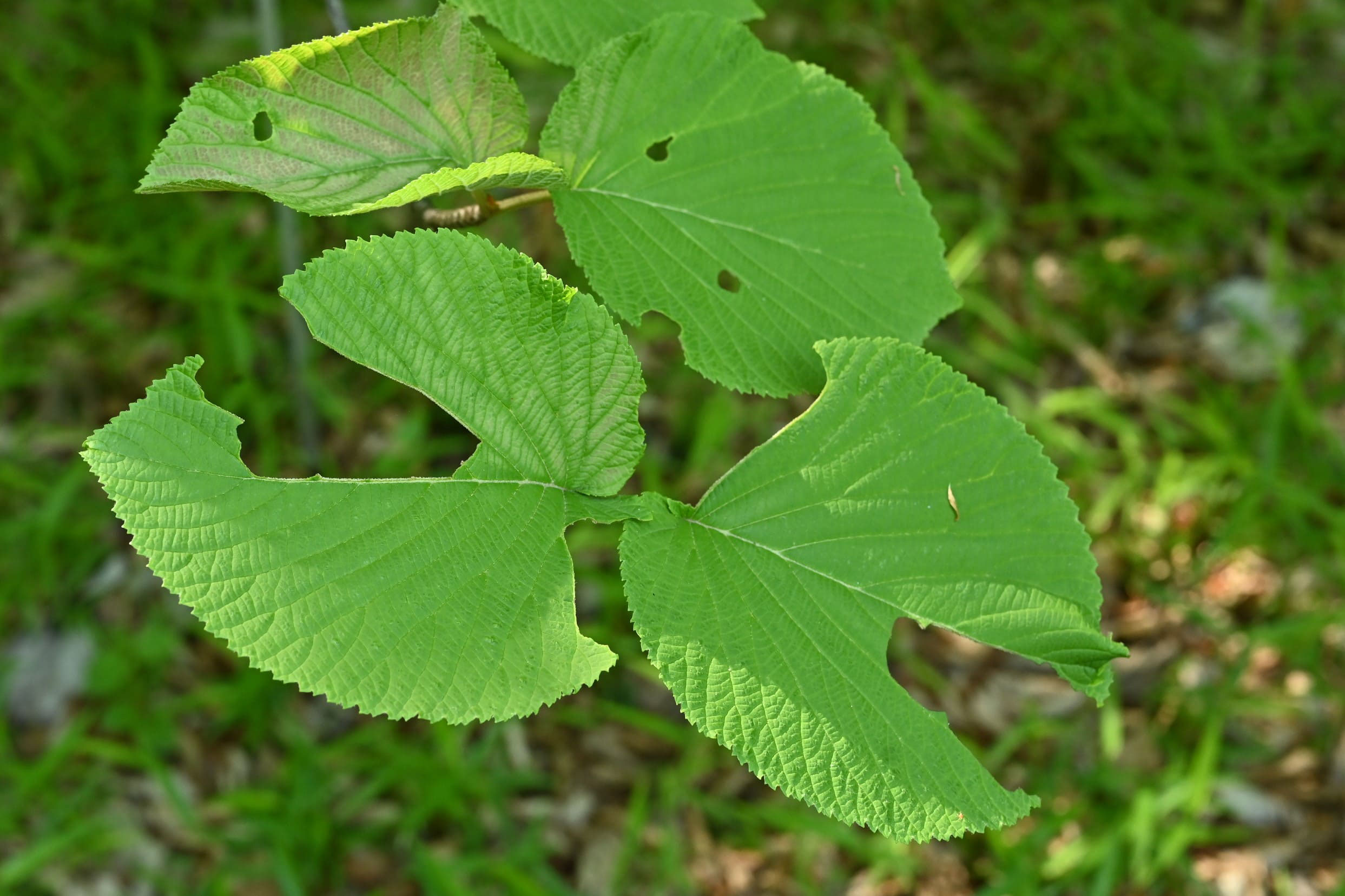 オオカメノキ 庭木図鑑 植木ペディア