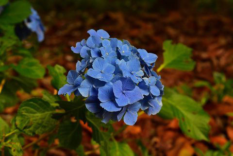 アジサイ 紫陽花 庭木図鑑 植木ペディア