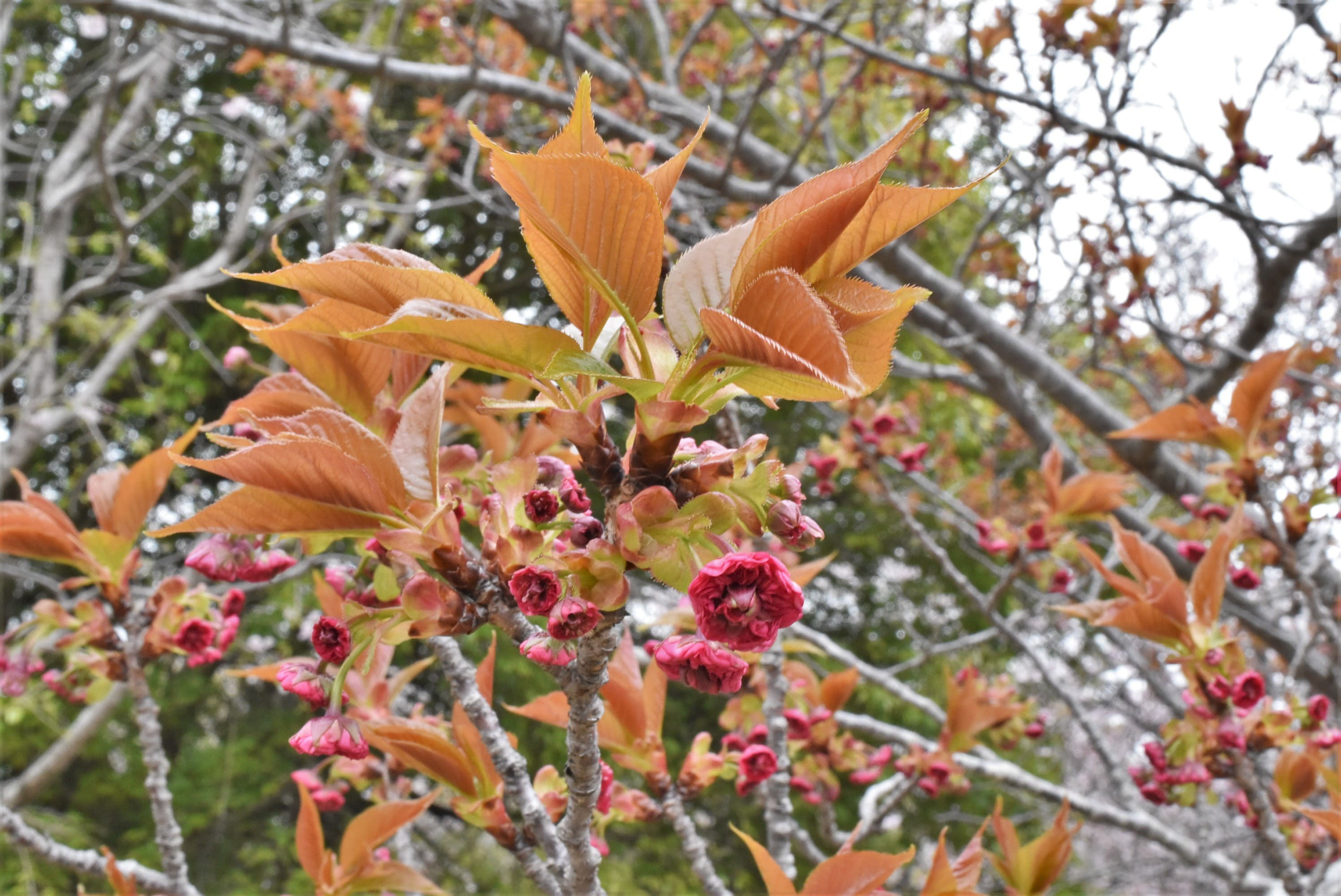 イモセ 妹背桜 庭木図鑑 植木ペディア イモセ 妹背桜 庭木図鑑 植木ペディア