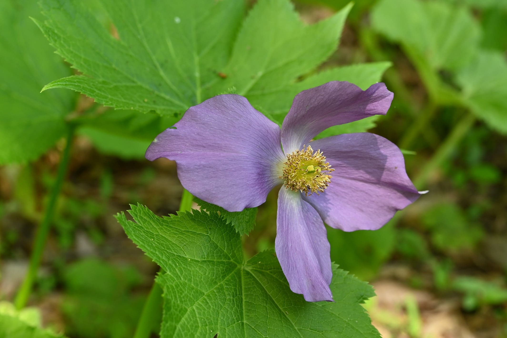 山野草　濃色八重咲きシラネアオイ　実生1年 山野草 濃色八重咲きシラネアオイ 実生1年 シラネアオイ／しらね