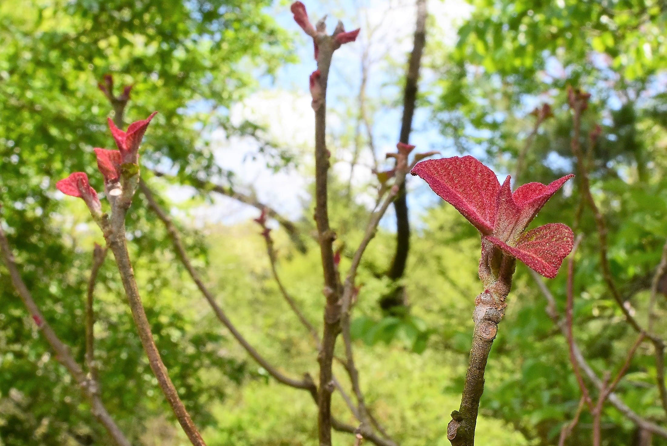 アカメガシワ 赤芽槲 庭木図鑑 植木ペディア