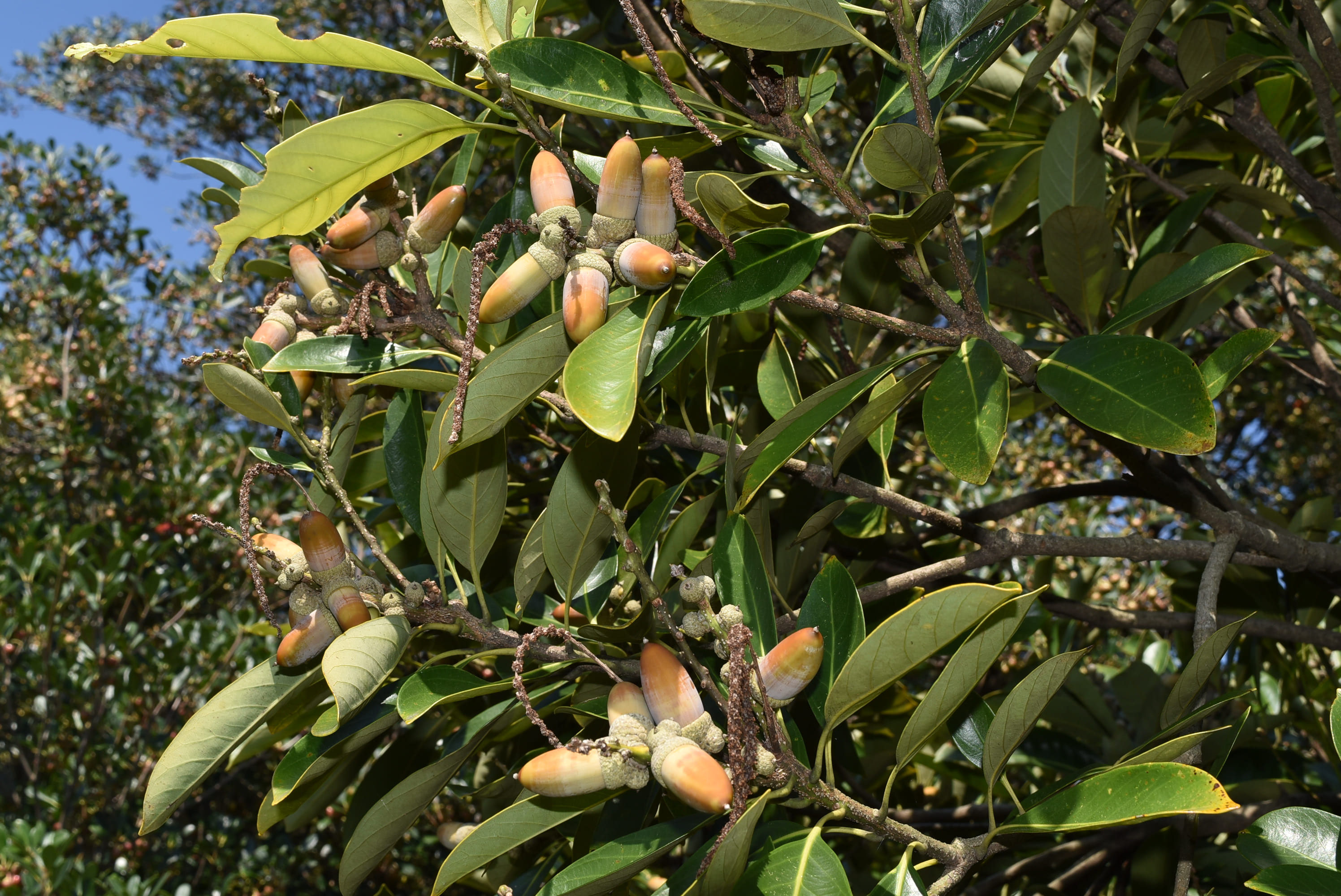 マテバシイ 庭木図鑑 植木ペディア