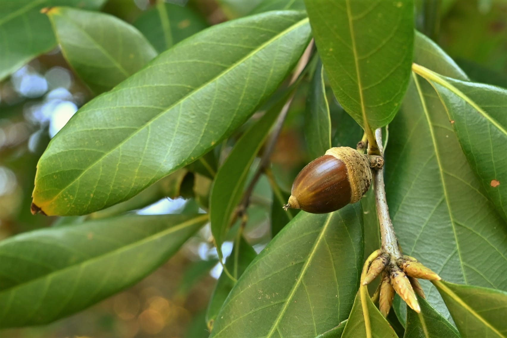 どんぐり帽子 ツクバネガシ いろんな形どんぐりの帽子｜くますけ｜自然