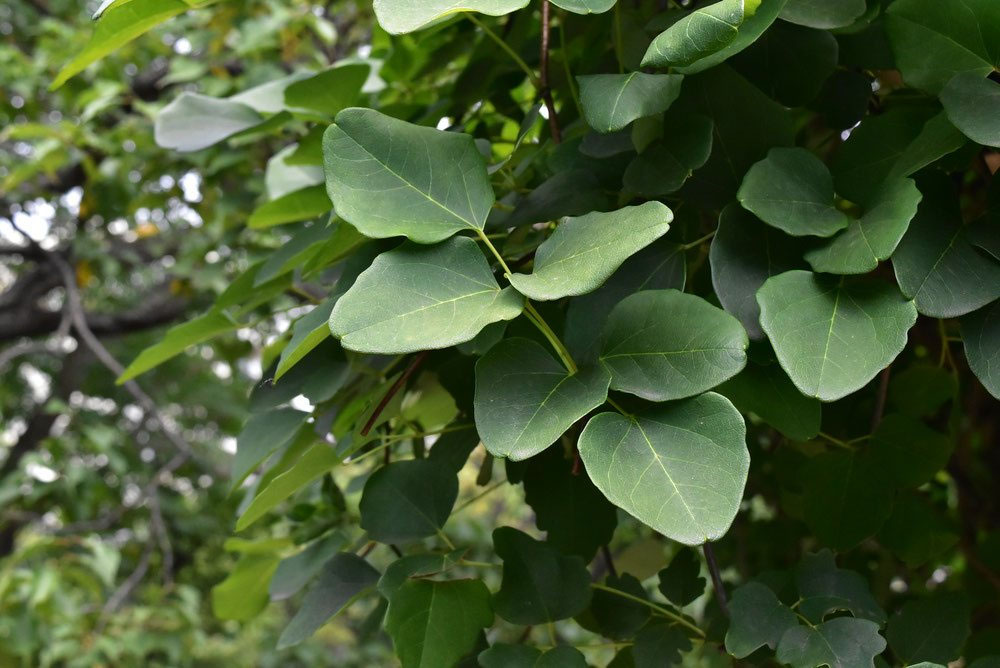 アケビ（木通） - 庭木図鑑 植木ペディア