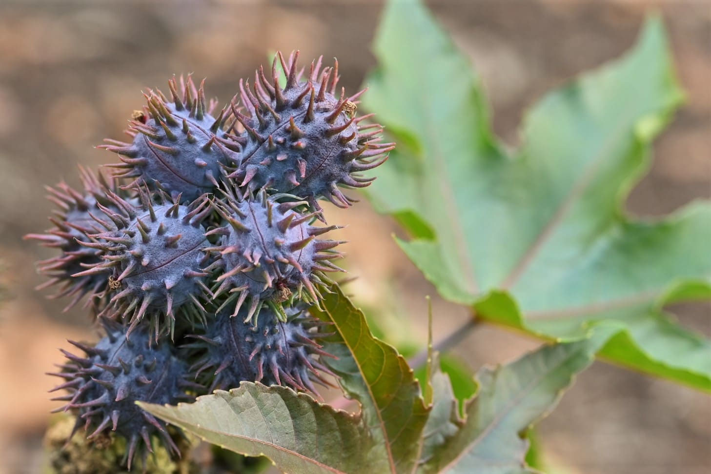トウゴマ とうごま 唐胡麻 庭木図鑑 植木ペディア トウゴマ とうごま 唐胡麻 庭木図鑑 植木ペディア