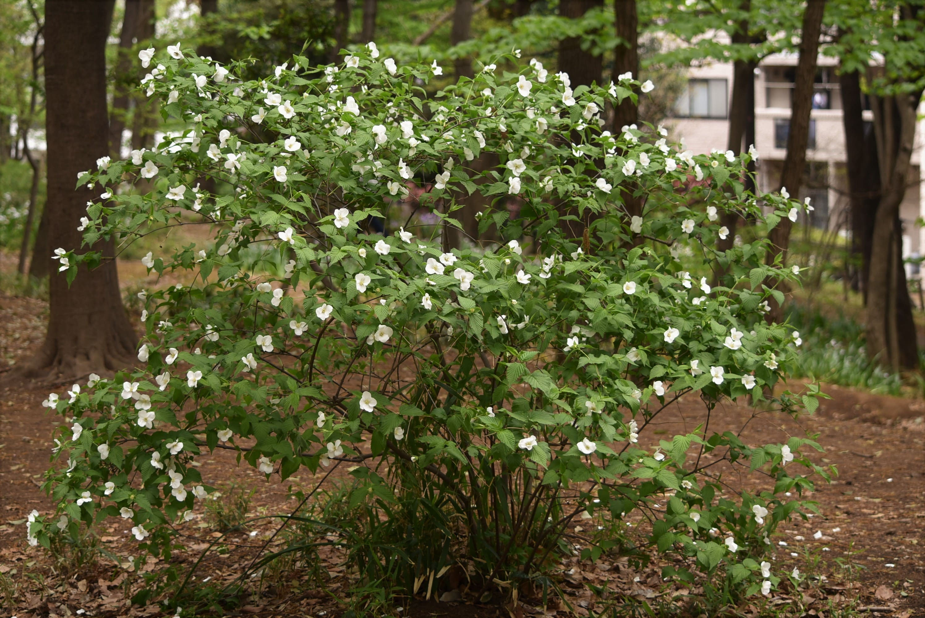 白 ヤマブキ 1歳くらい 苗一本 挿し穂おまけ付き
