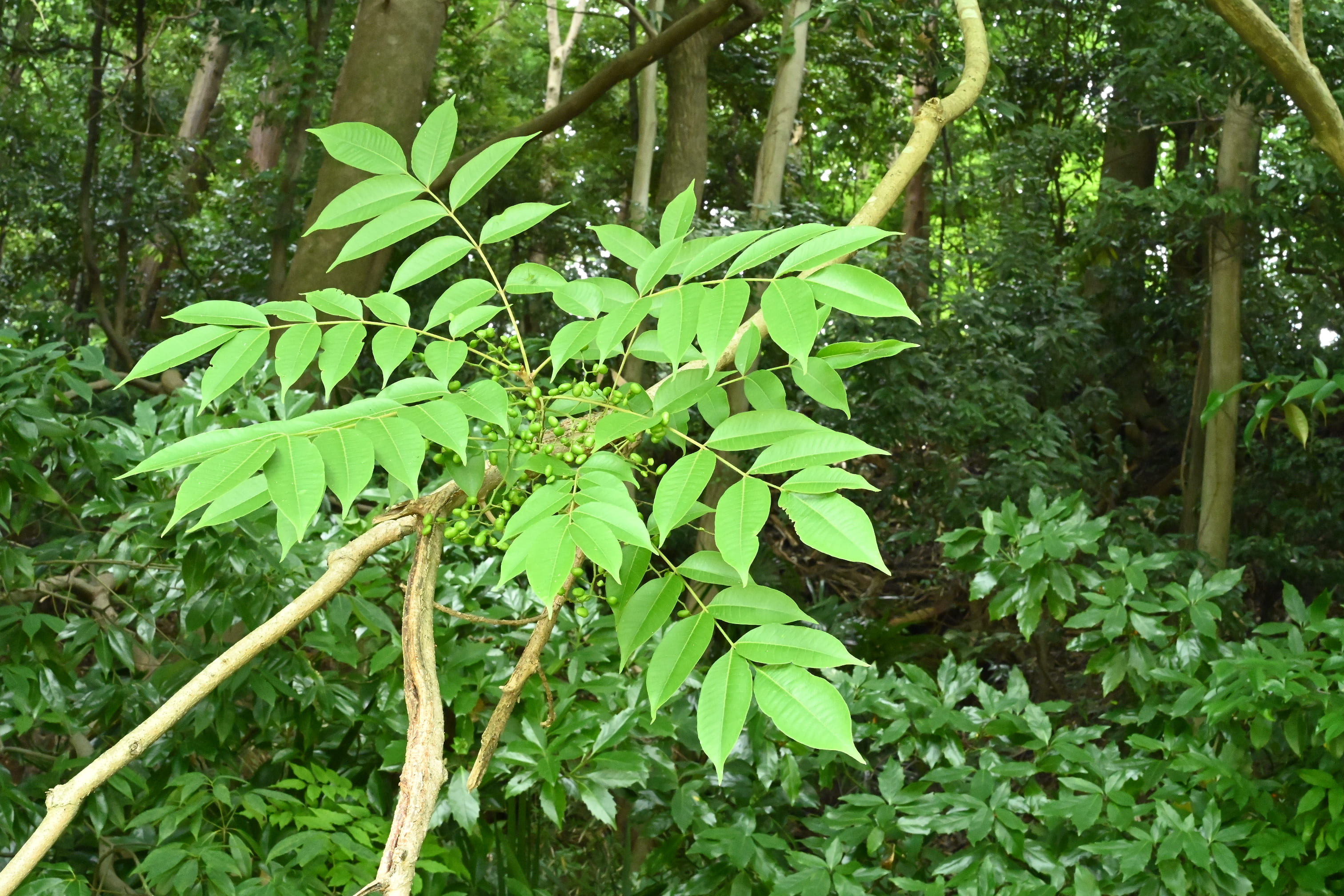 ハゼノキ 庭木図鑑 植木ペディア