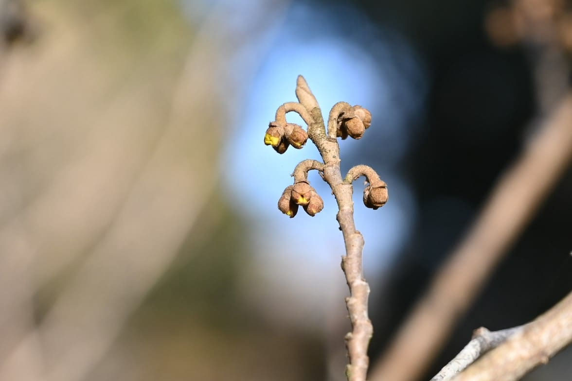 マンサク 満作 庭木図鑑 植木ペディア マンサク 満作 庭木図鑑 植木ペディア