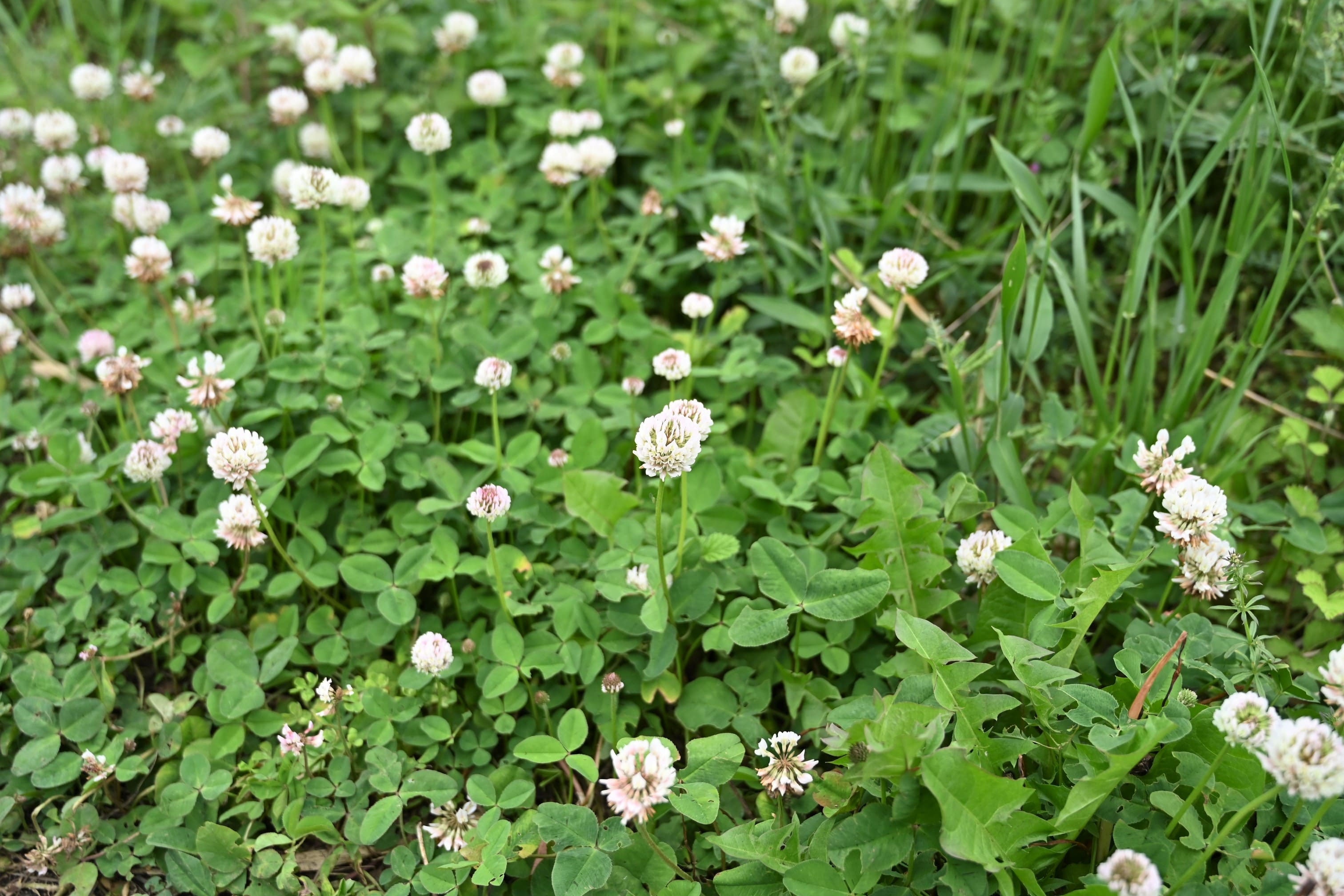 クローバー／くろーばー - 庭木図鑑 植木ペディア