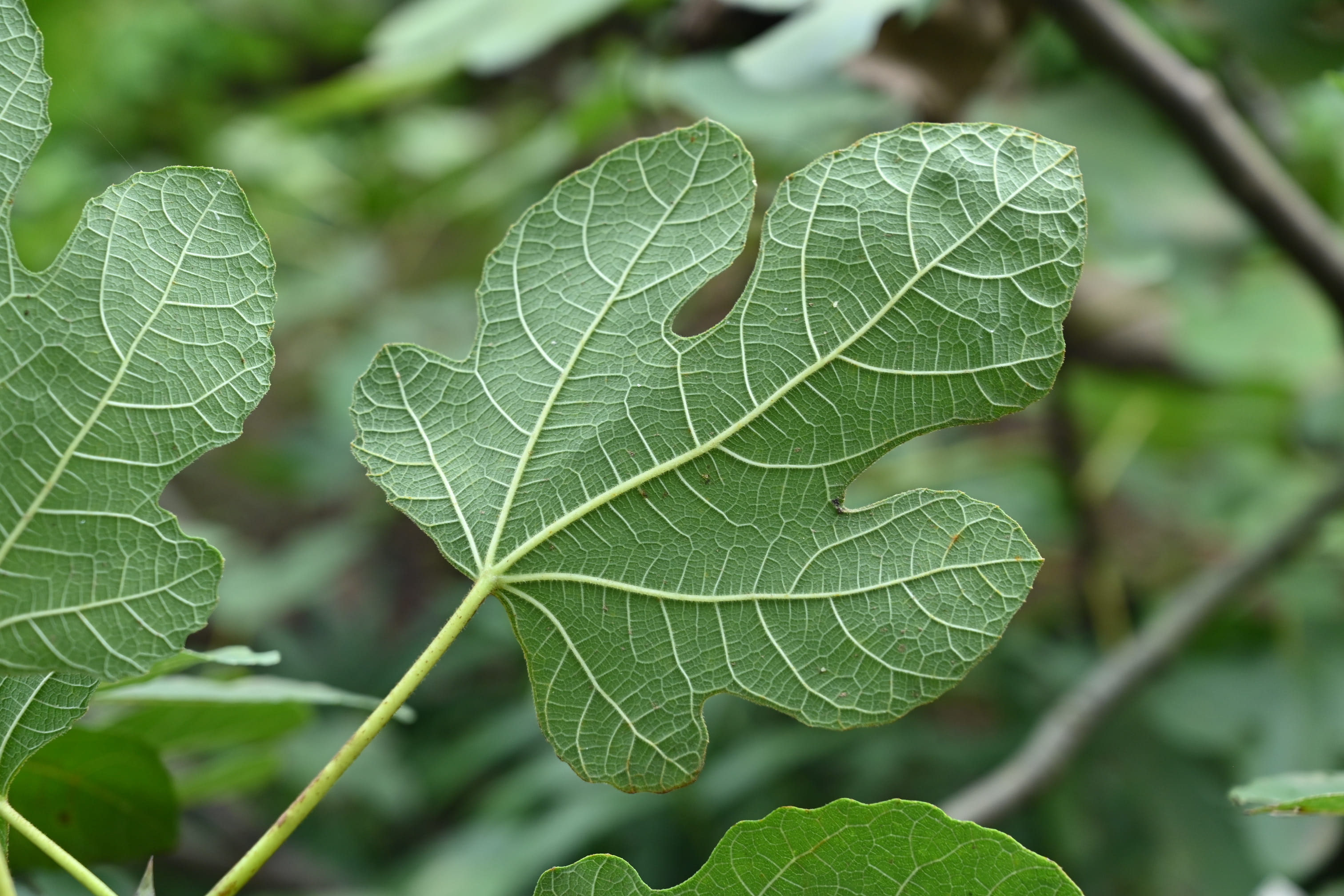 イチジク 無花果 庭木図鑑 植木ペディア