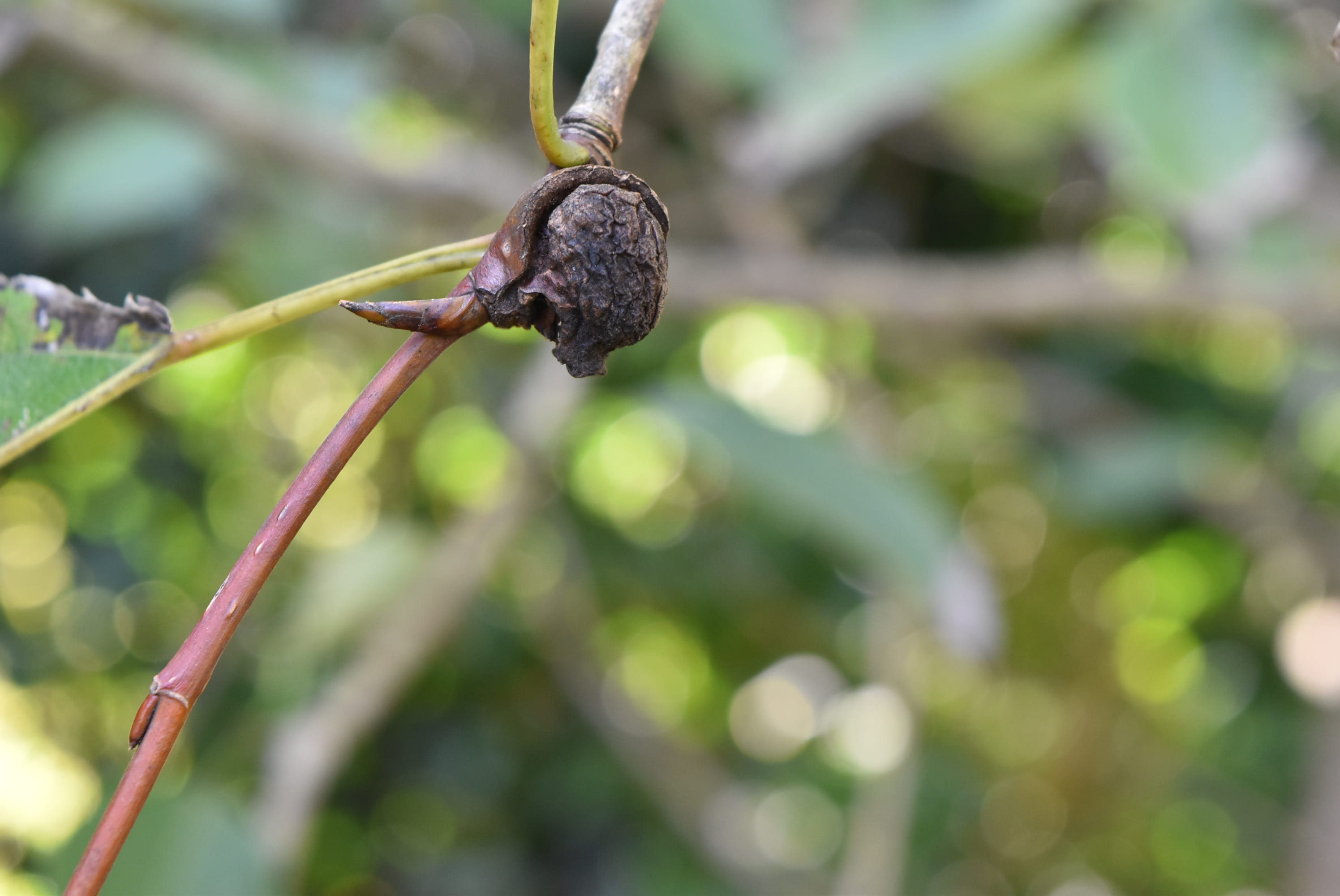 ドロノキ 泥の木 庭木図鑑 植木ペディア