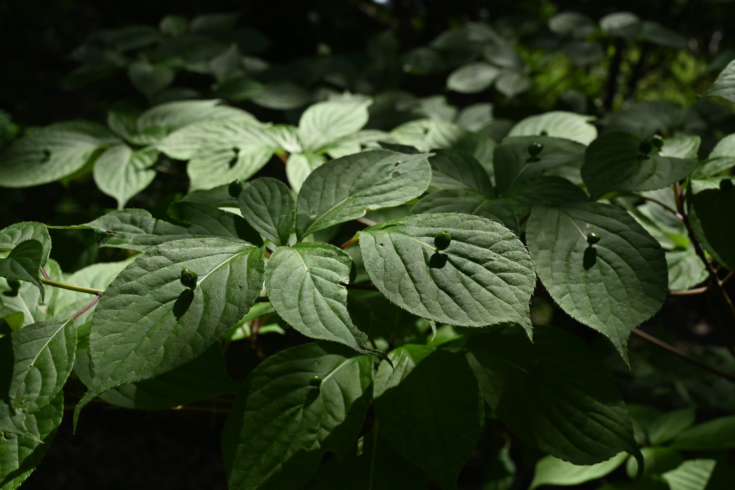 ②⭕珍種 花筏 ハナイカダ ちび 1苗 ハナイカダ（花筏） - 庭木図鑑 植木