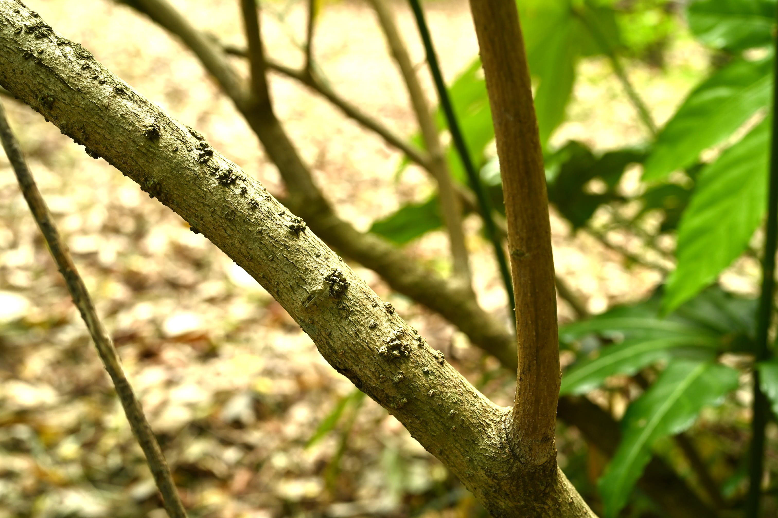 キソケイ 庭木図鑑 植木ペディア キソケイ 庭木図鑑 植木ペディア