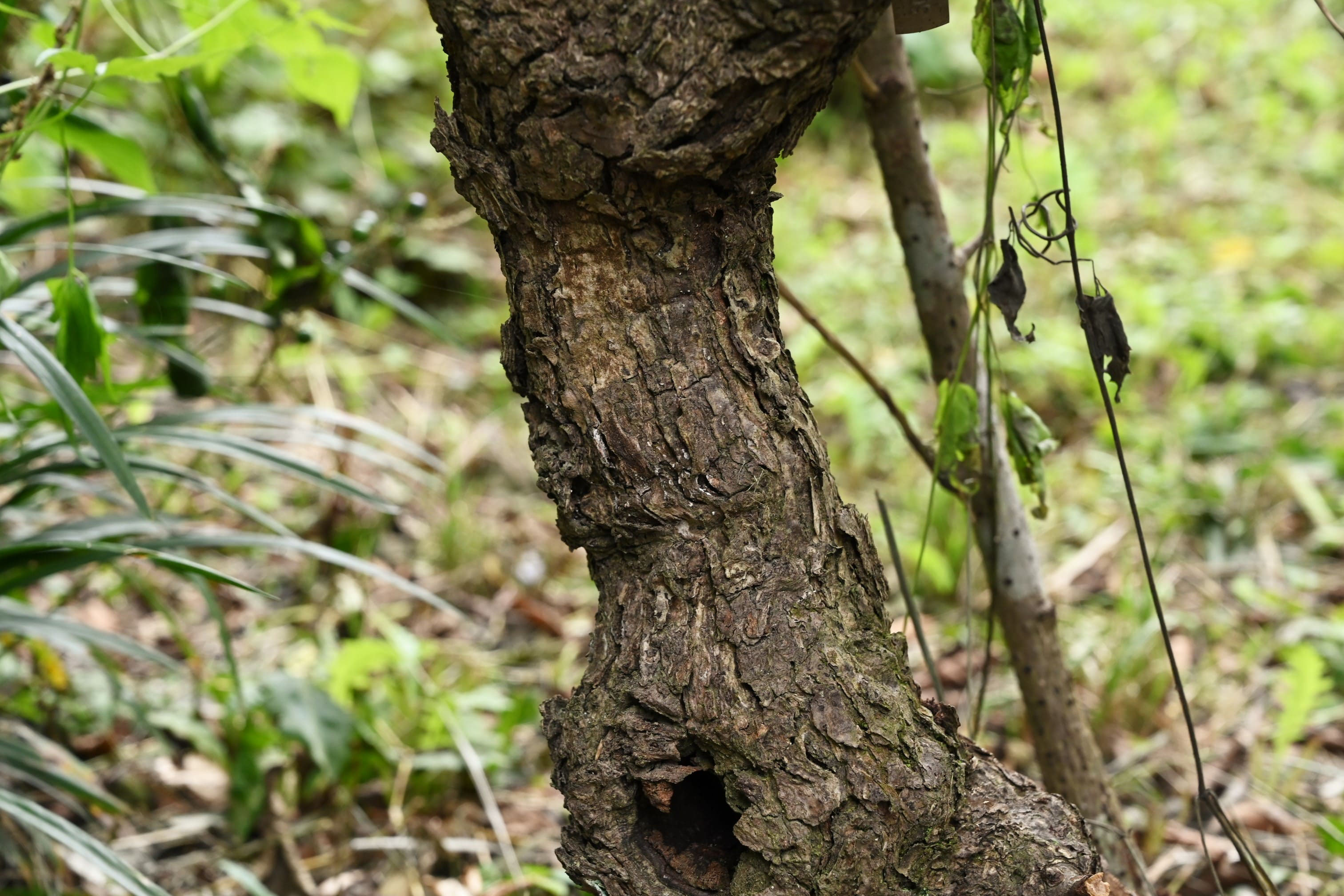 マルバグミ まるばぐみ 丸葉茱萸 庭木図鑑 植木ペディア