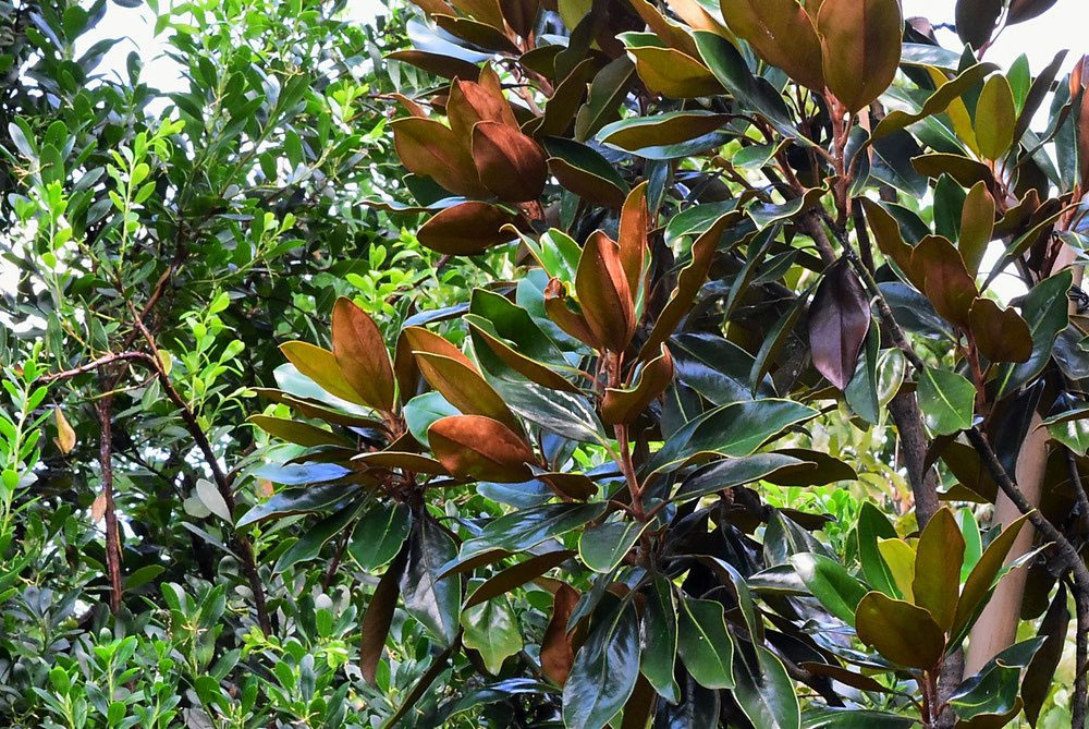 タイサンボク　枝　中型 楽天市場】タイサンボク（植木｜ガーデニング・農業）：花・ガーデン