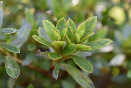 サツキ（皐月） - 庭木図鑑 植木ペディア