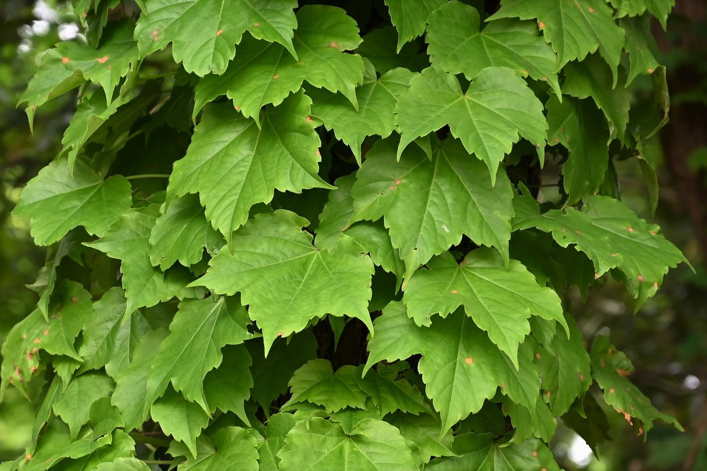 ツタ つた 蔦 庭木図鑑 植木ペディア