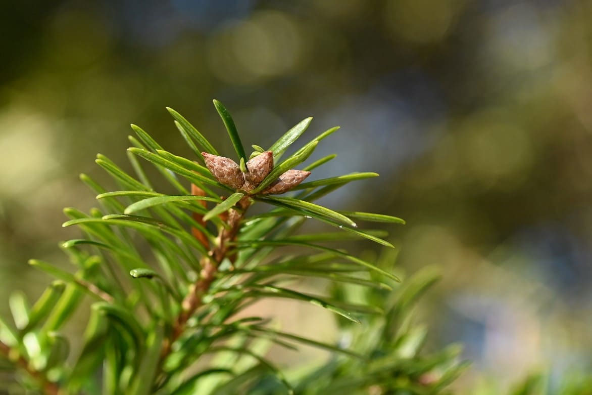モミノキ 樅 庭木図鑑 植木ペディア