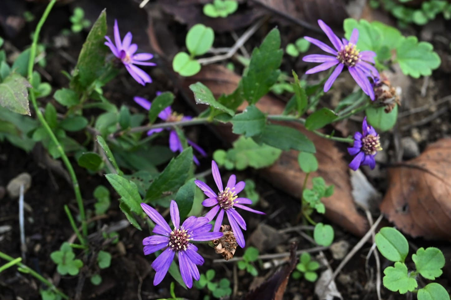 ノコンギク（野紺菊） - 庭木図鑑 植木ペディア