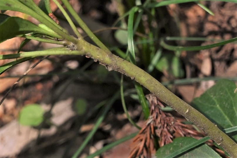 フッキソウ ふっきそう 富貴草 庭木図鑑 植木ペディア