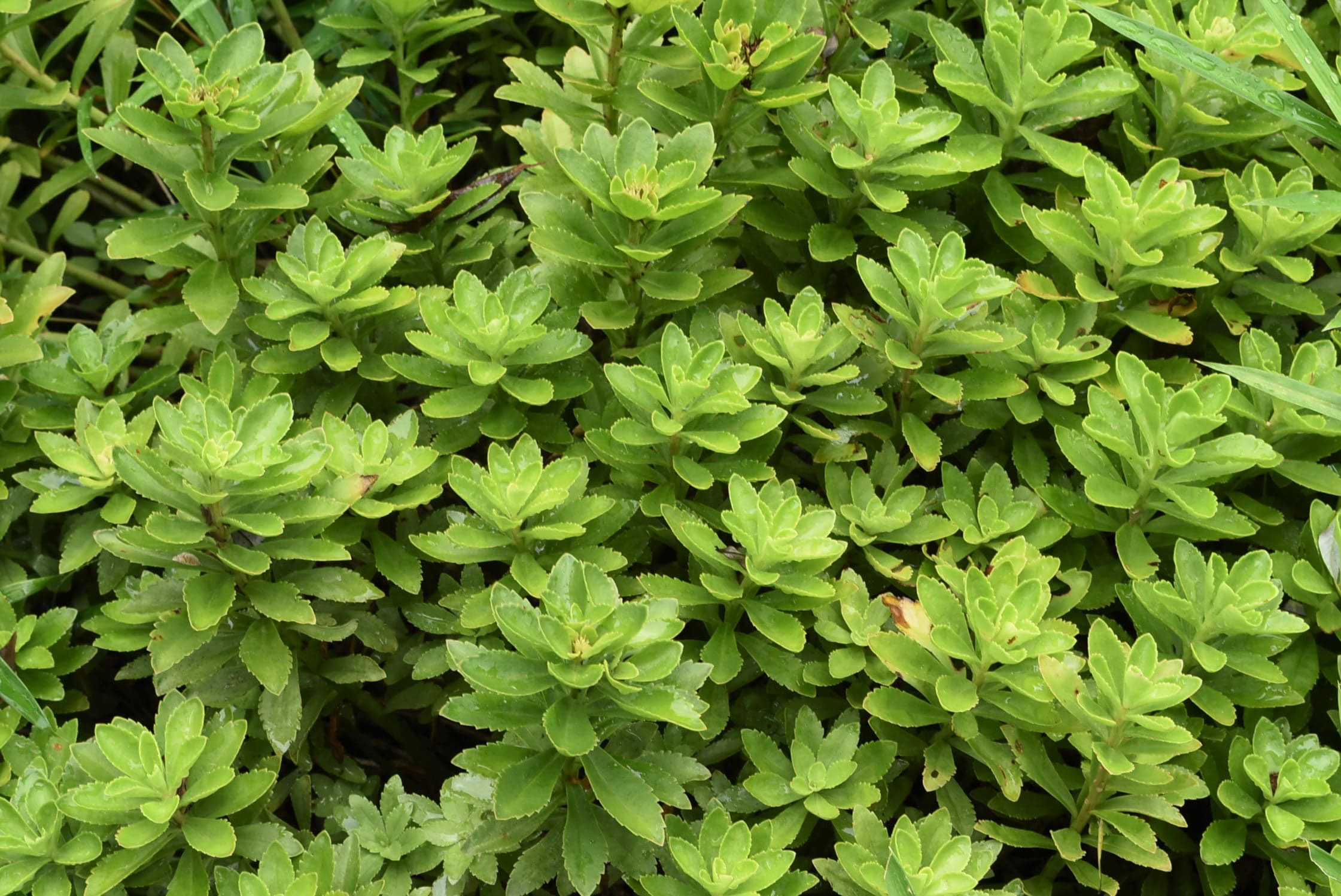 キリンソウ きりんそう 麒麟草 庭木図鑑 植木ペディア