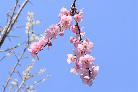 別名 は の 梅
