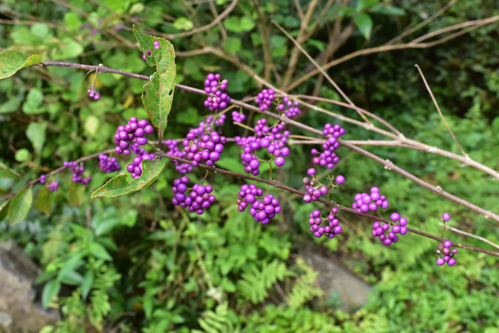コムラサキ 小紫 庭木図鑑 植木ペディア