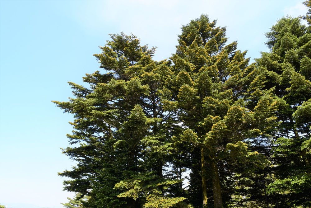 モミノキ 樅 庭木図鑑 植木ペディア