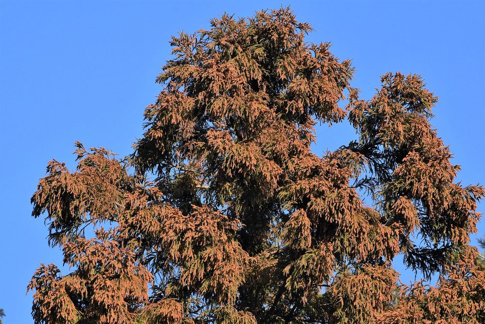 2   杉、古木 スギ（杉） - 庭木図鑑 植木ペディア