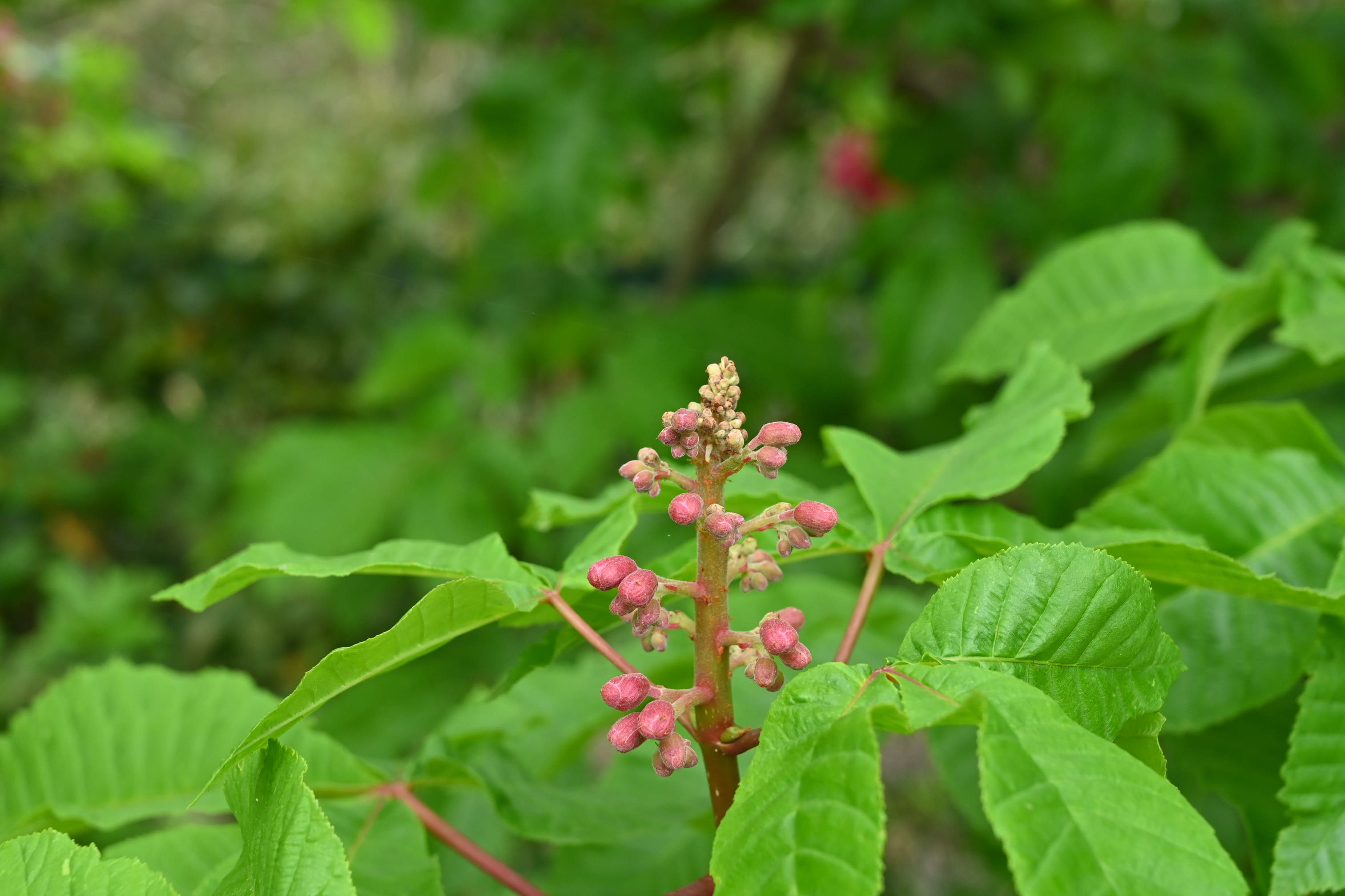 ベニバナトチノキ べにばなとちのき 庭木図鑑 植木ペディア