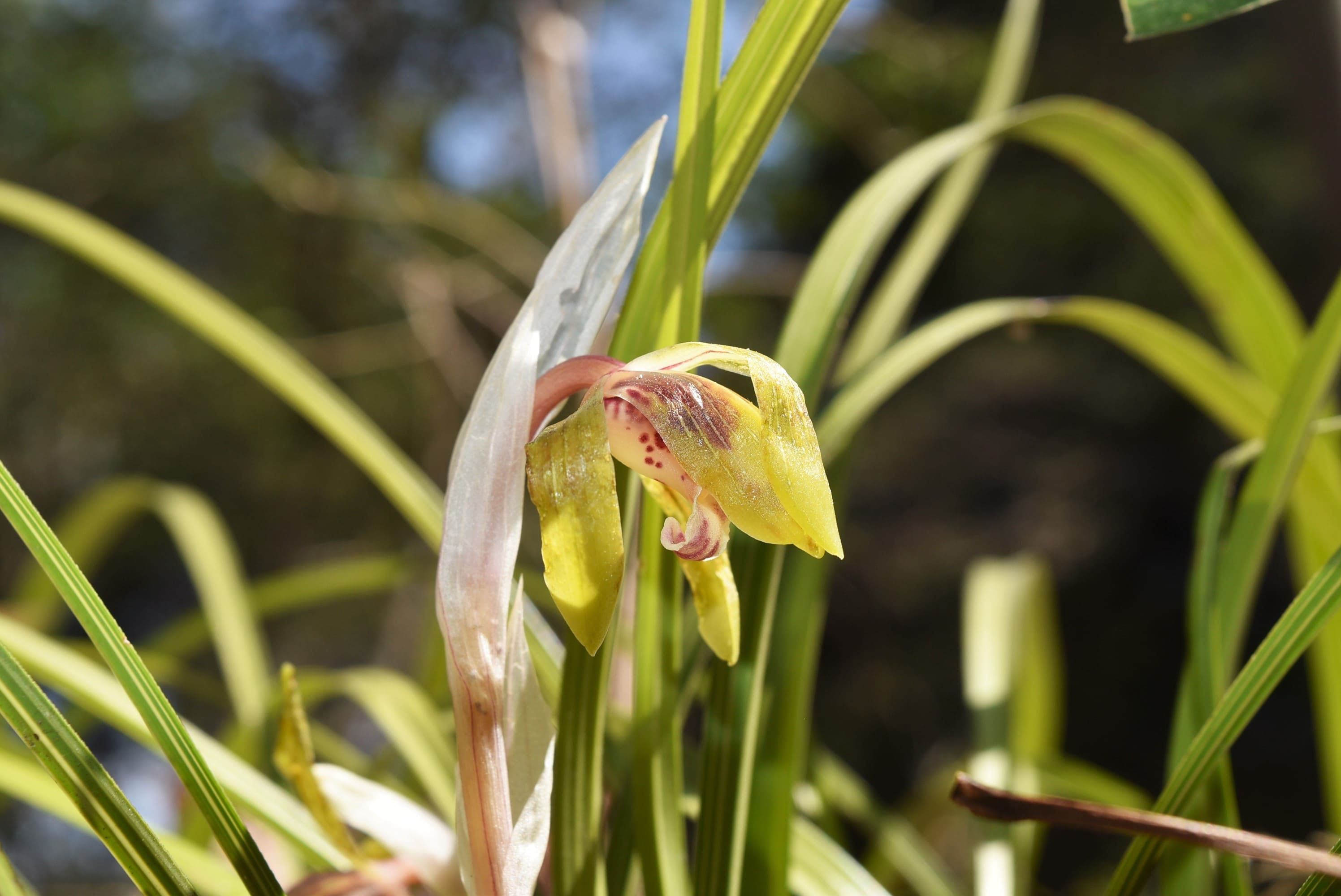シュンラン／しゅんらん／春蘭 - 庭木図鑑 植木ペディア