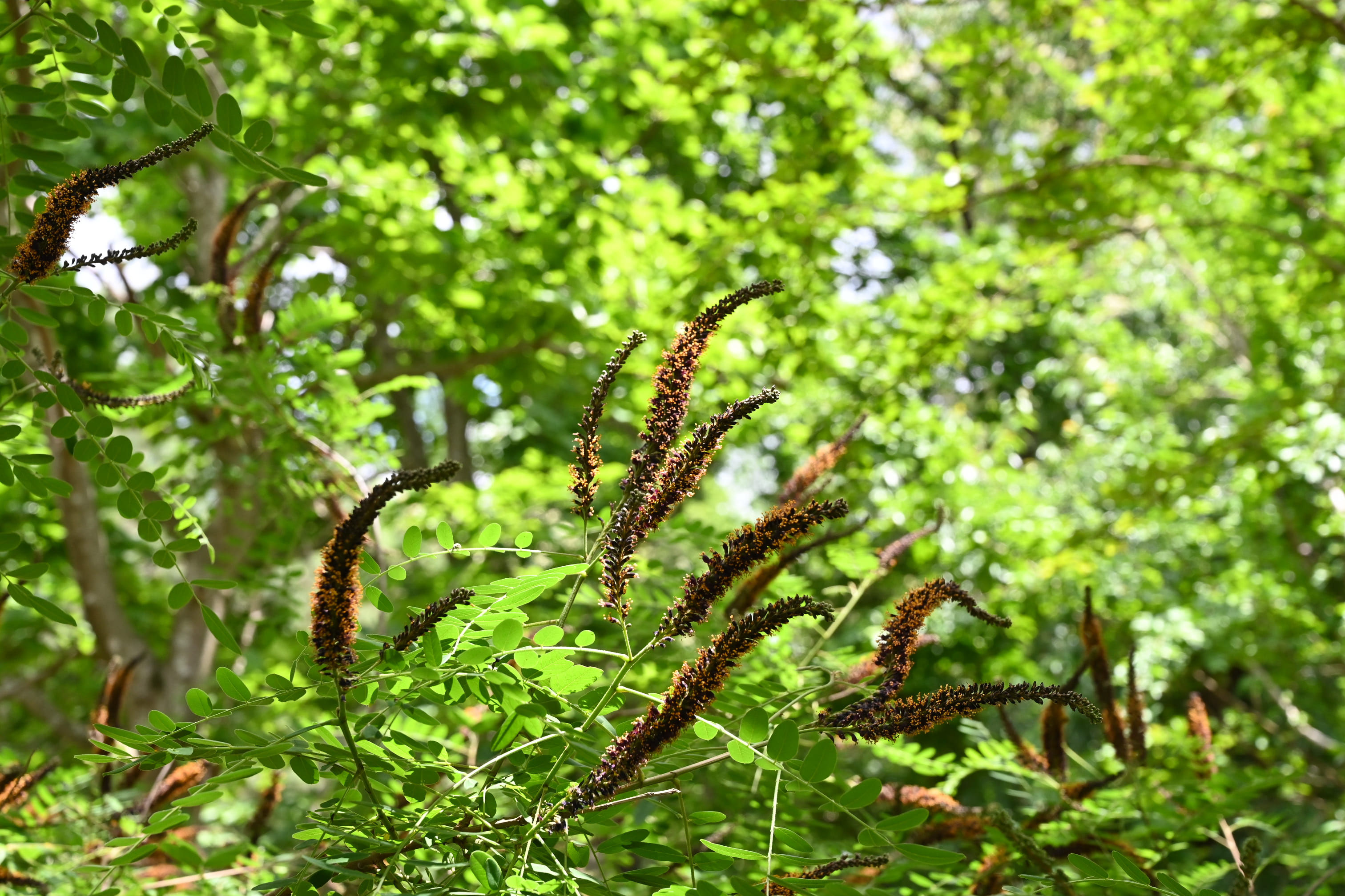 庭木図鑑 植木ペディア