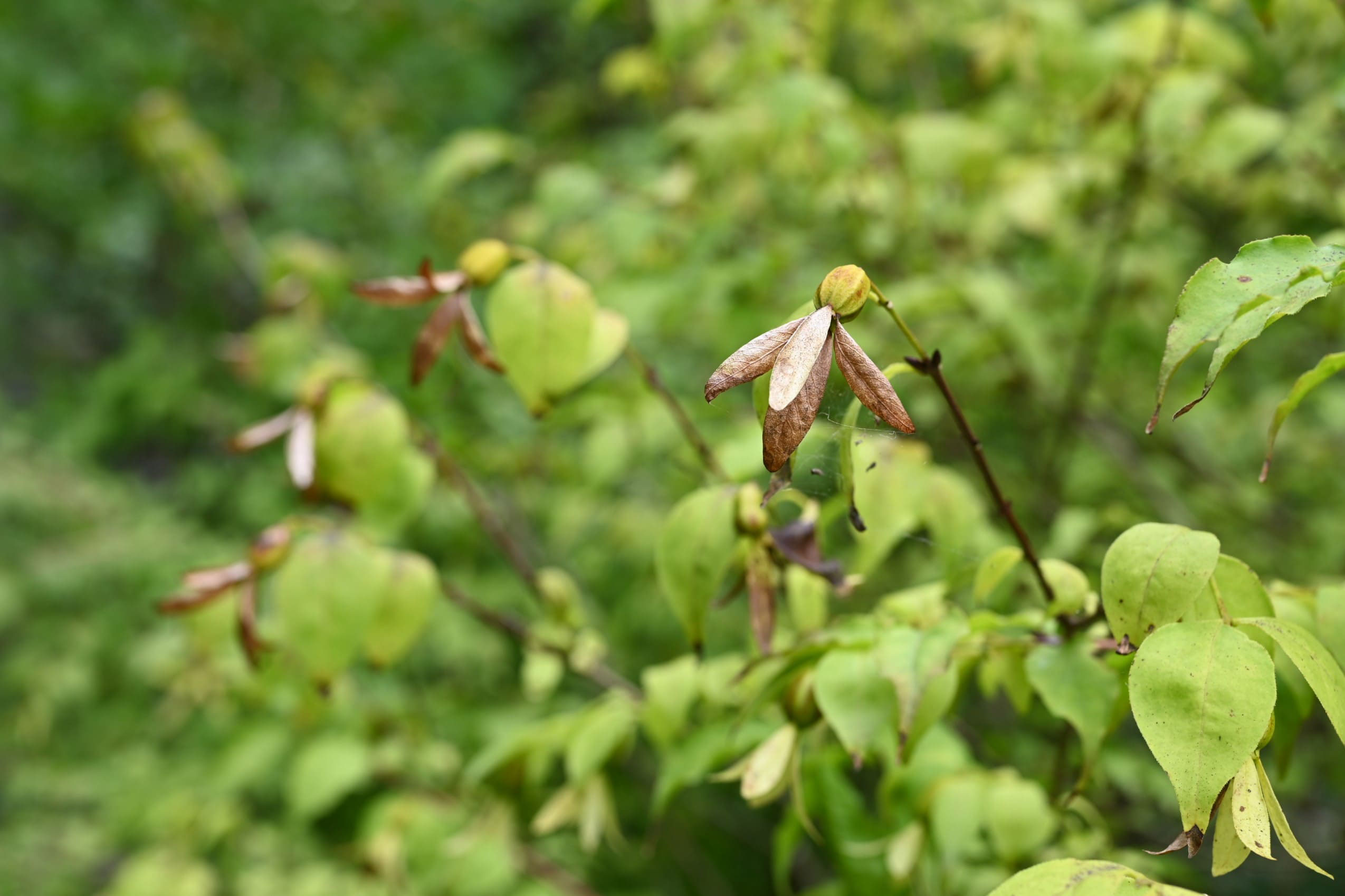 山野草ツクバネ開花株衝羽根 茶花 正月飾り 庭木低木しつらい
