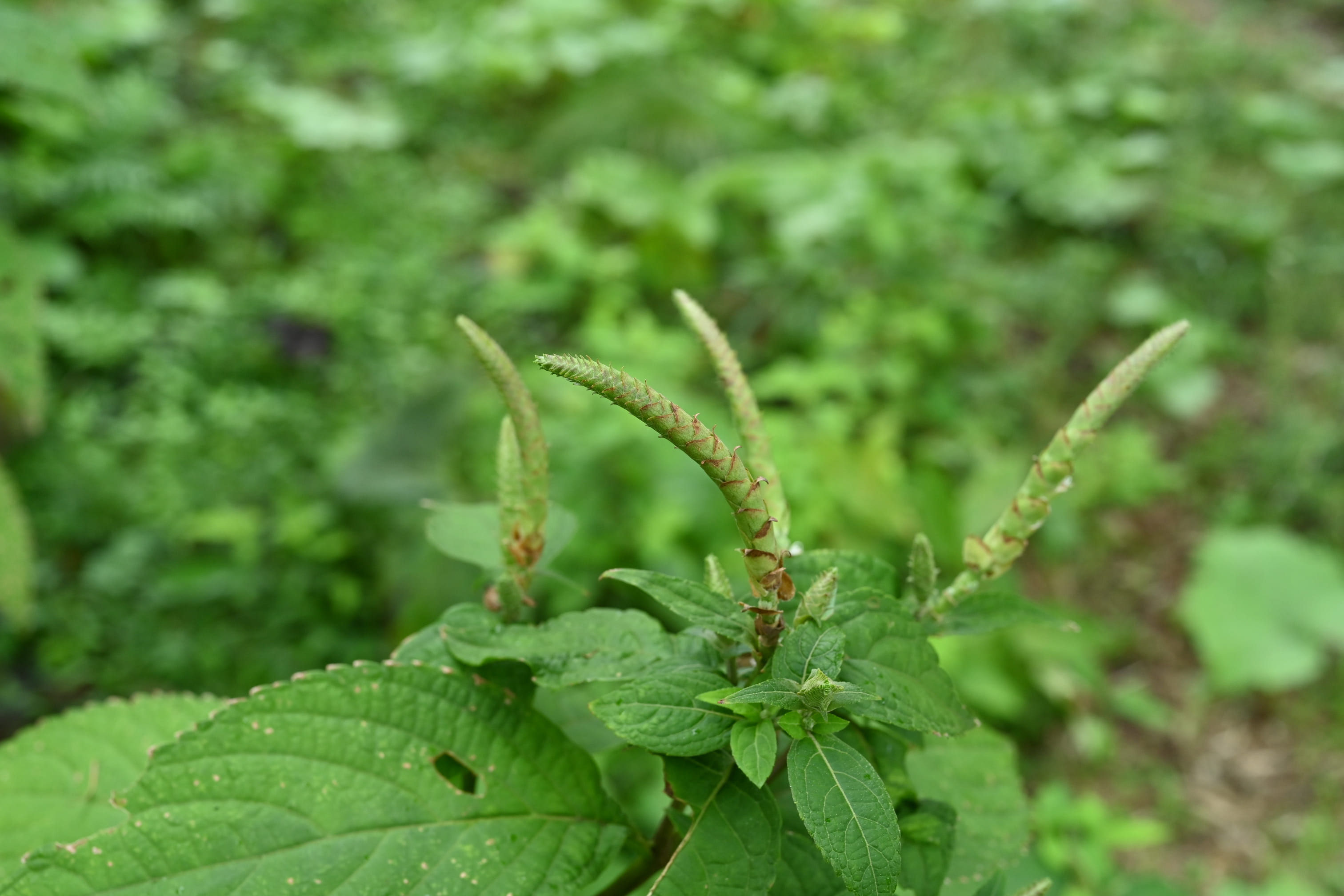 ツクシミカエリソウ つくしみかえりそう 筑紫見返草 庭木図鑑 植木ペディア
