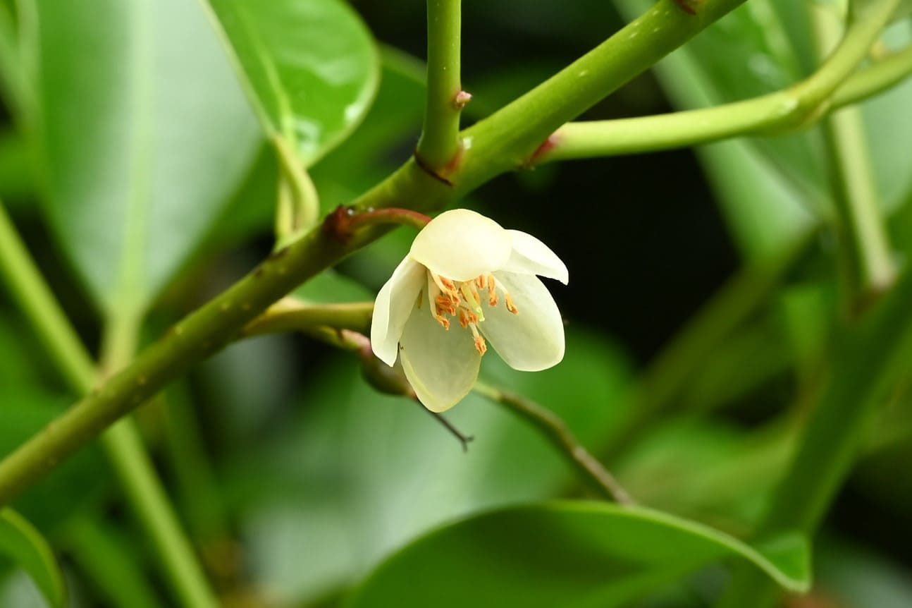 サカキ 榊 庭木図鑑 植木ペディア