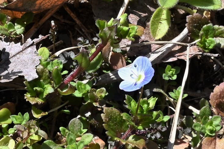 オオイヌノフグリ おおいぬのふぐり 庭木図鑑 植木ペディア