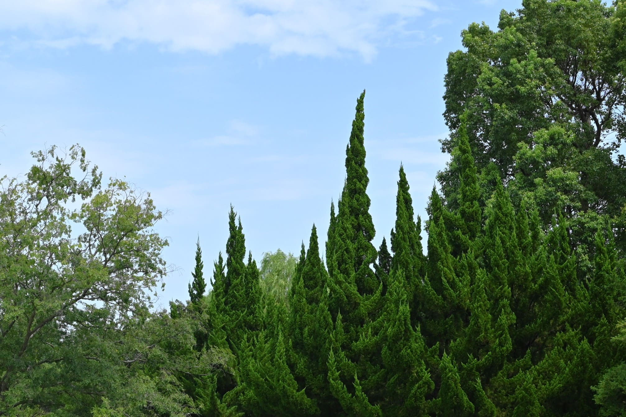 ビャクシン - 庭木図鑑 植木ペディア