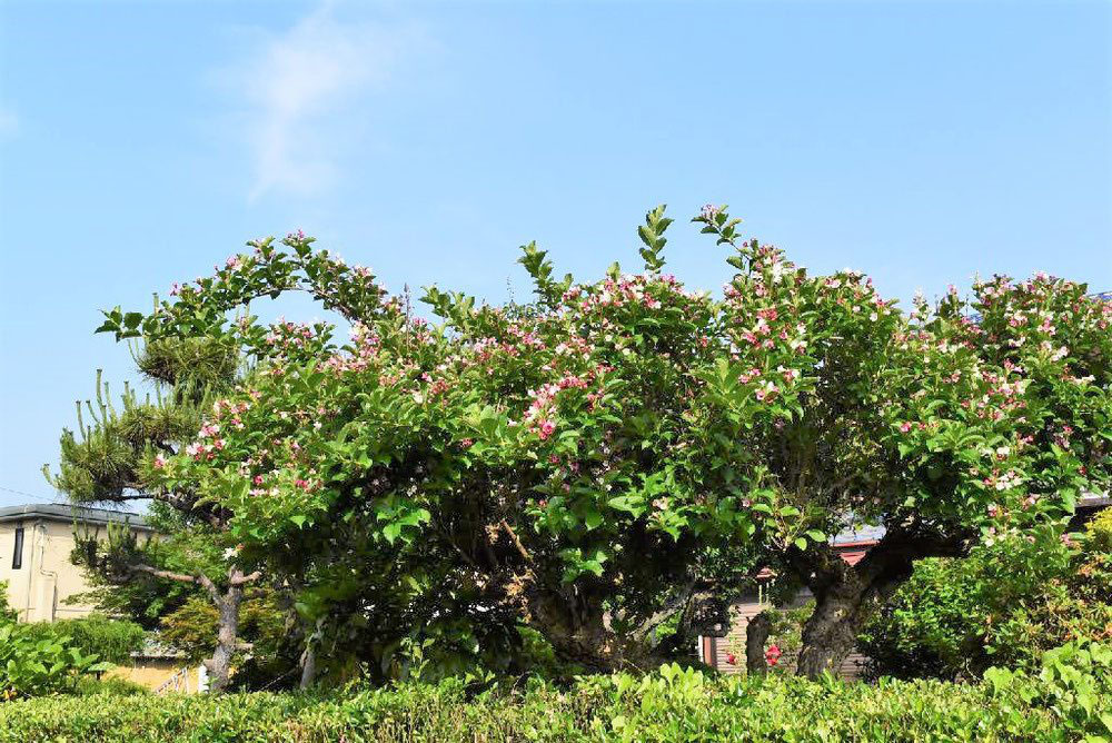 ハコネウツギ 箱根空木 庭木図鑑 植木ペディア