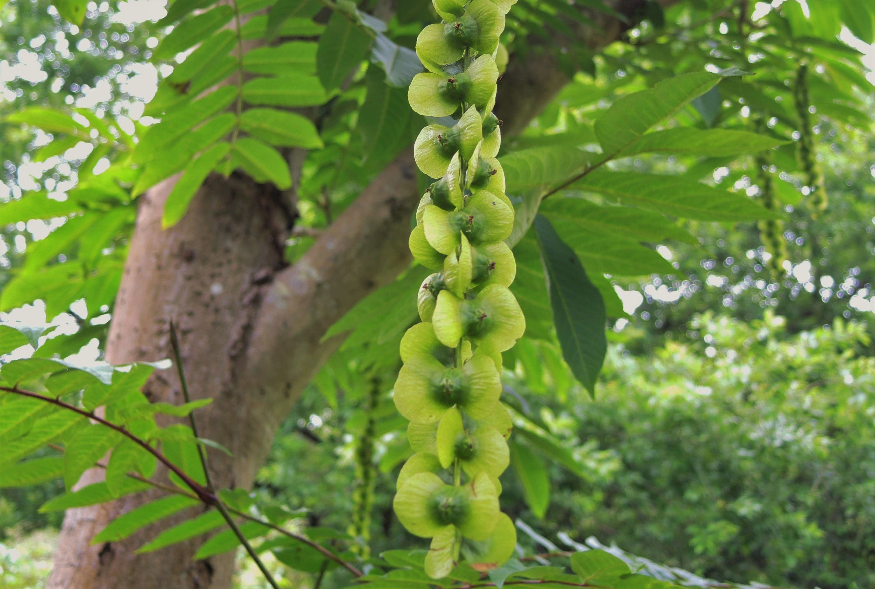 サワグルミ 沢胡桃 庭木図鑑 植木ペディア サワグルミ 沢胡桃 庭木図鑑 植木ペディア