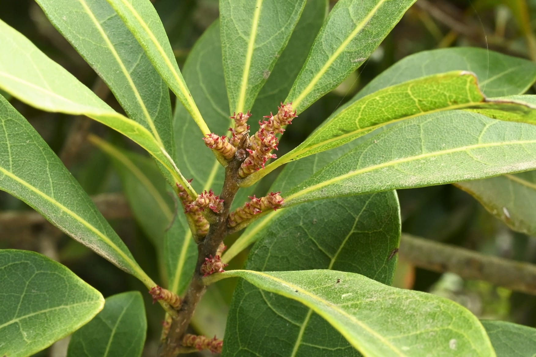 ヤマモモ 山桃 庭木図鑑 植木ペディア ヤマモモ 山桃 庭木図鑑 植木ペディア