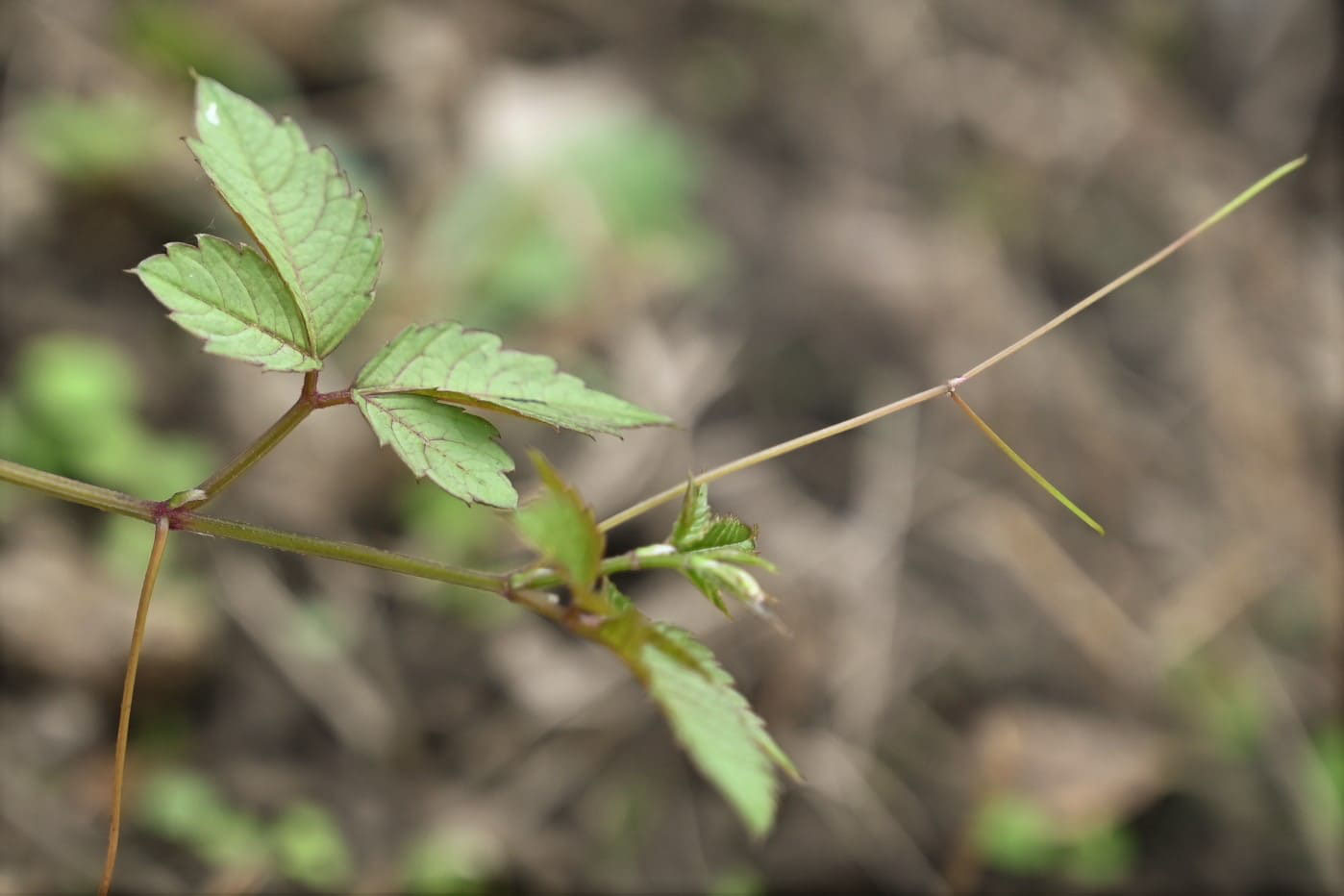 S-1595 S-1588 やぶがらし ヤブガラシについて、生態から除草、防除方法まで徹底解説