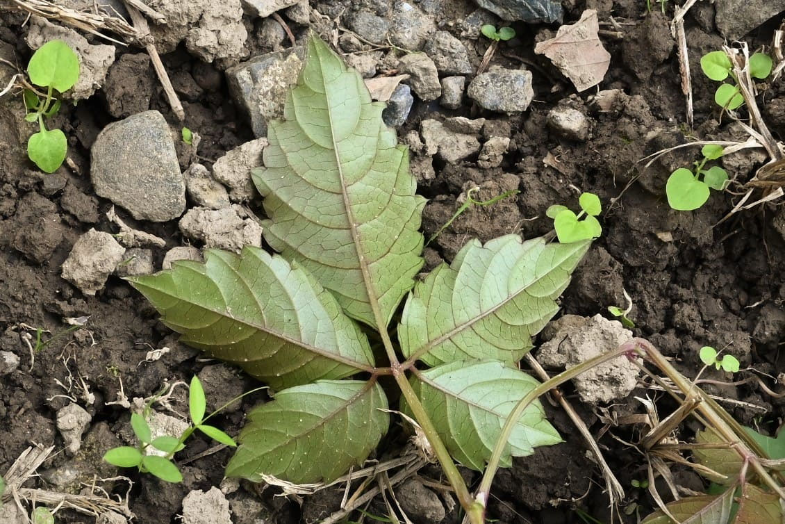 ヤブガラシ／やぶがらし／藪枯 - 庭木図鑑 植木ペディア