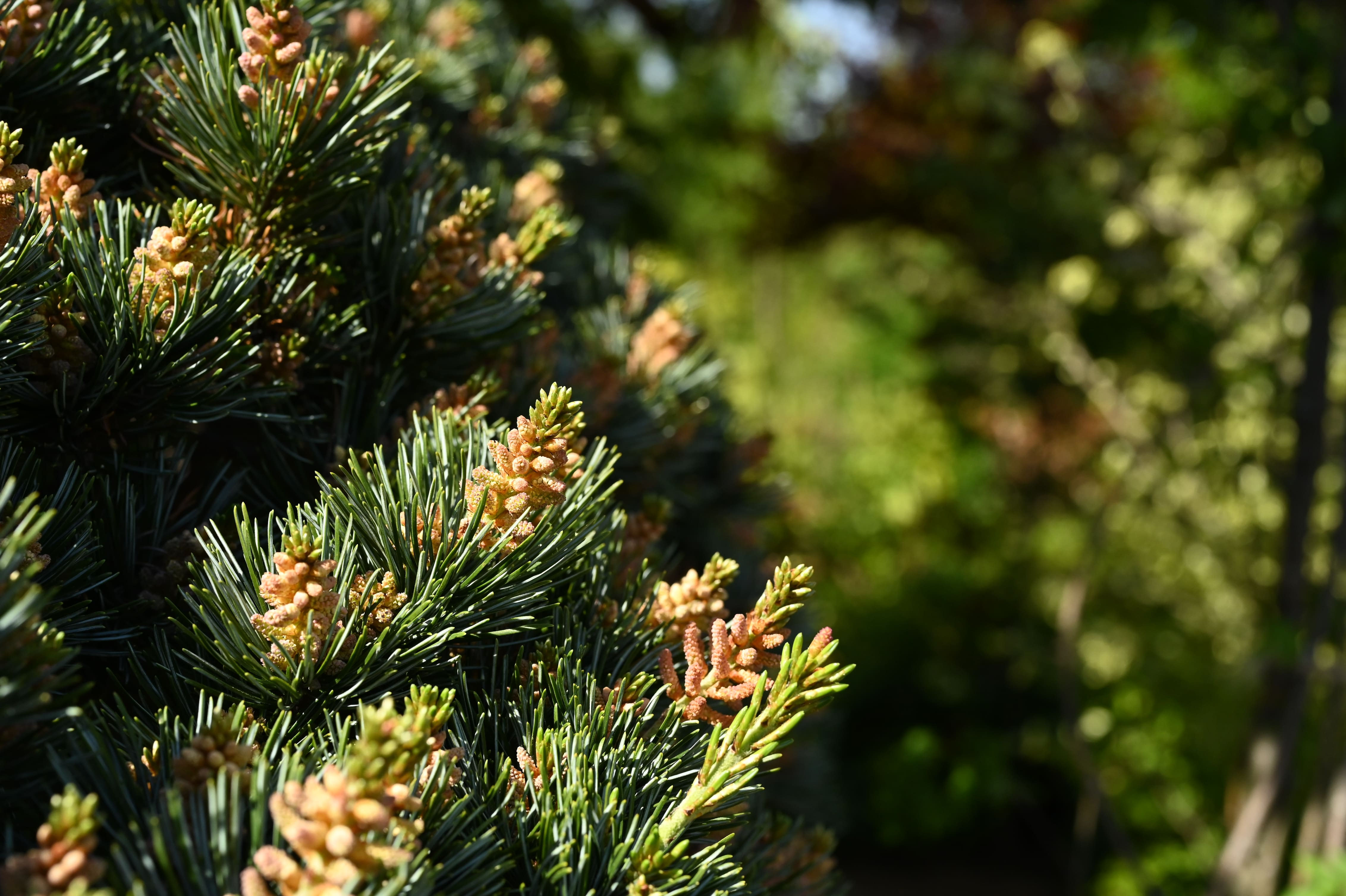 ゴヨウマツ（五葉松） - 庭木図鑑 植木ペディア