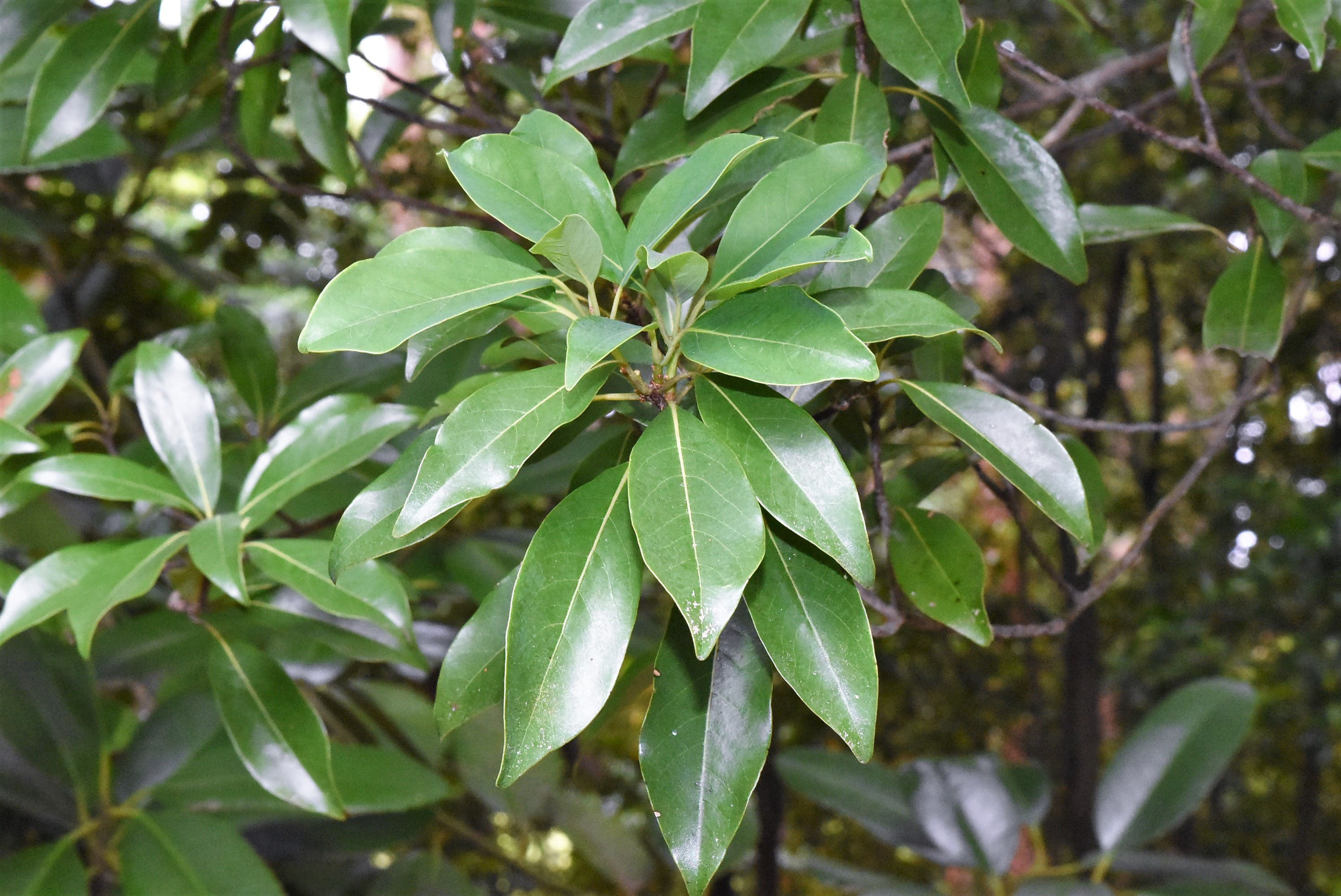 gbrapixakumo