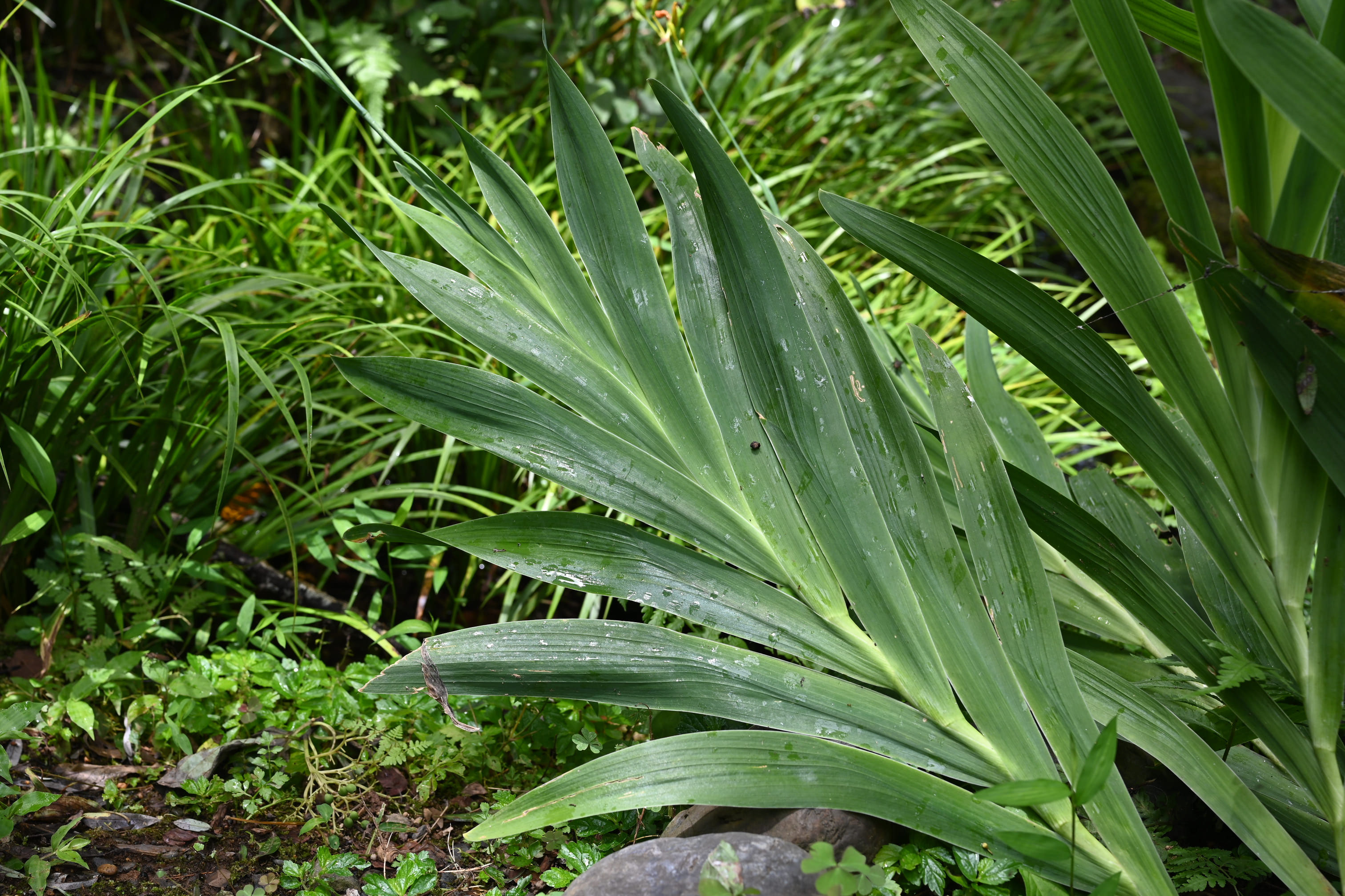 aya ヒオウギ（日扇） aya様専用 ヒオウギ（日扇）