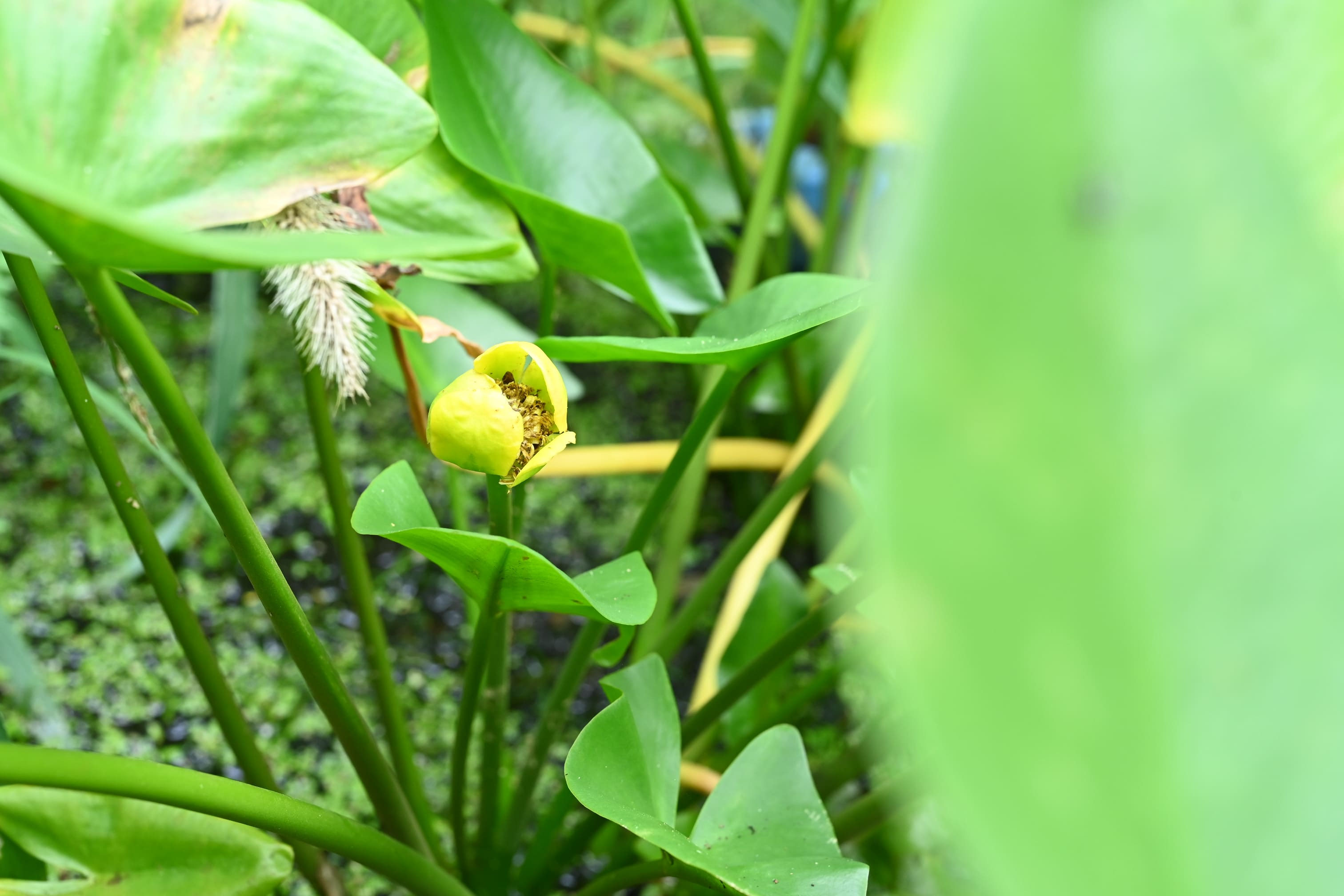 コウホネ／こうほね／河骨 - 庭木図鑑 植木ペディア