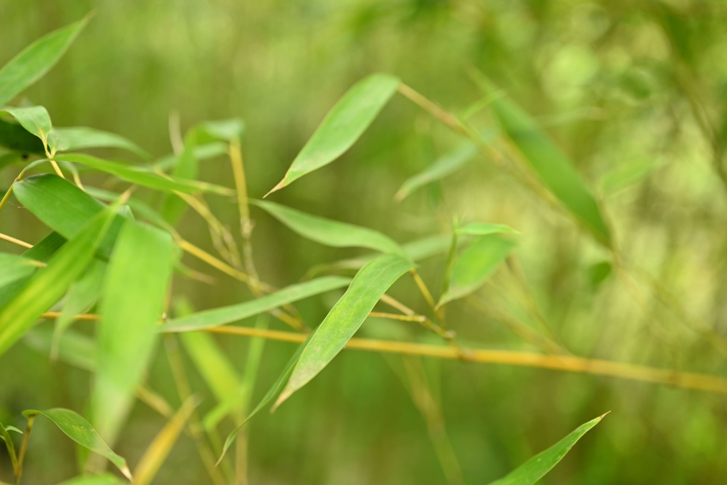 キンメイホテイチク (Phyllostachys aurea f. koi)